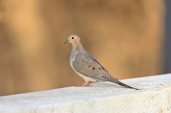 Morning Doves Saskatchewan Canada — Stock Photo, Image