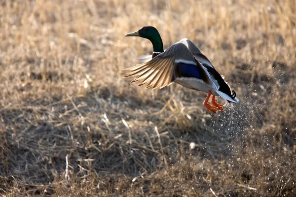 Uçuş Kanada'da kalktıktan yeşilbaş ördek — Stok fotoğraf