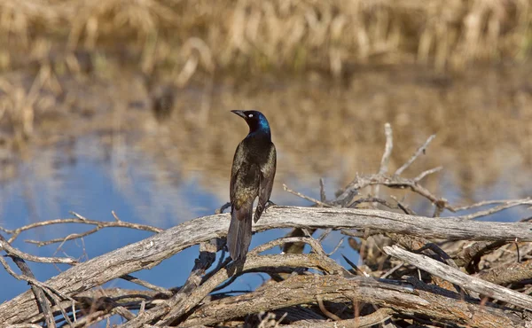 Common Grackle Blackbird Canada — Stock Photo, Image