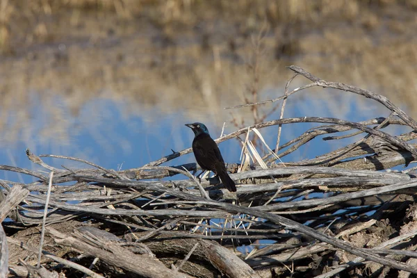 Common Grackle Blackbird Canada — Stock Photo, Image