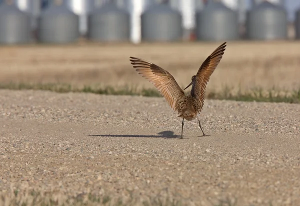 Curlew in vlucht saskatchewan, canada — Stockfoto