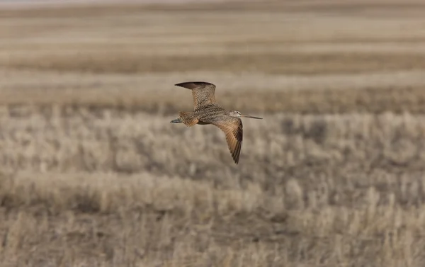 Curlew in vlucht saskatchewan, canada — Stockfoto
