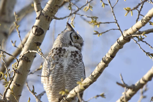 Great Horned Owl Saskatchewan — Stock Photo, Image