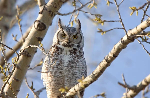 Great Horned Owl Saskatchewan — Stockfoto