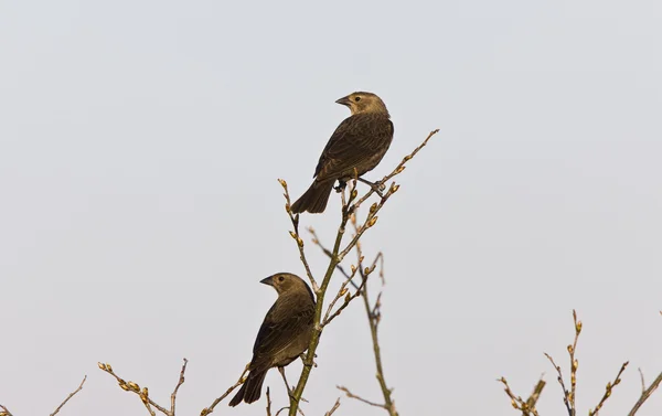 Cowbird de cabeça castanha fêmea — Fotografia de Stock