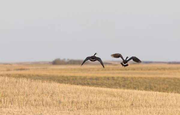 Gansos de Canadá en vuelo en la pradera Saskatchewan — Foto de Stock