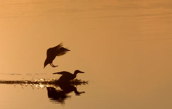Ördekler Günbatımı Sillouette Canada — Stok fotoğraf