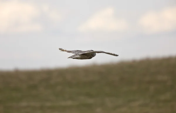 Great horned owl i flyg saskatchewan Kanada — Stockfoto