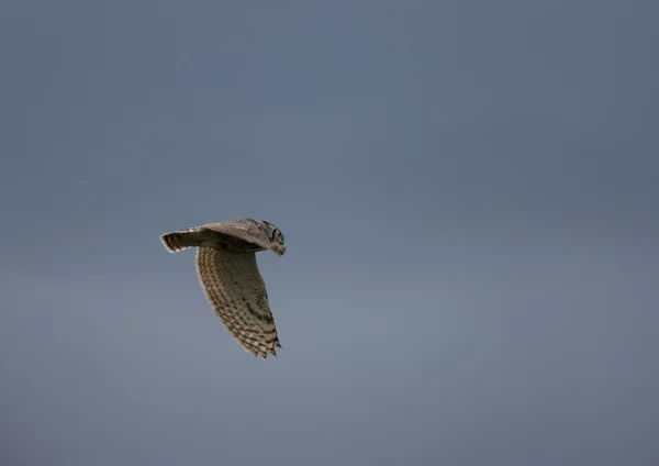 Great horned owl i flyg saskatchewan Kanada — Stockfoto
