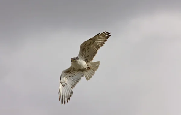 Järnhaltig hawk i flyg saskatchewan Kanada — Stockfoto