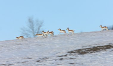 Prairie pronghorn antilop kış saskatchewan içinde