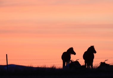 prairie Kanada gün batımı atlar