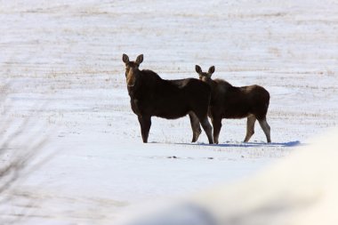 Moose kış saskatchewan içinde