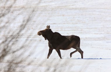 Moose kış saskatchewan içinde