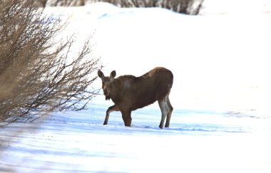 Moose kış saskatchewan içinde