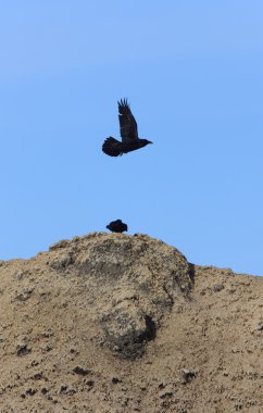 Uçuş Kanada'da raven