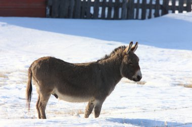 Donkey in the snow winter Canada clipart