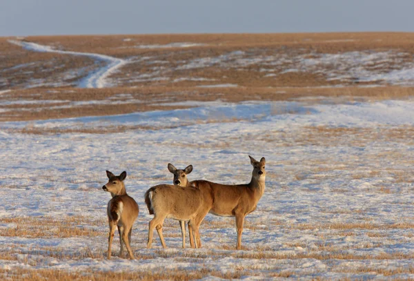 Kış Saskatchewan Kanada Geyiği — Stok fotoğraf