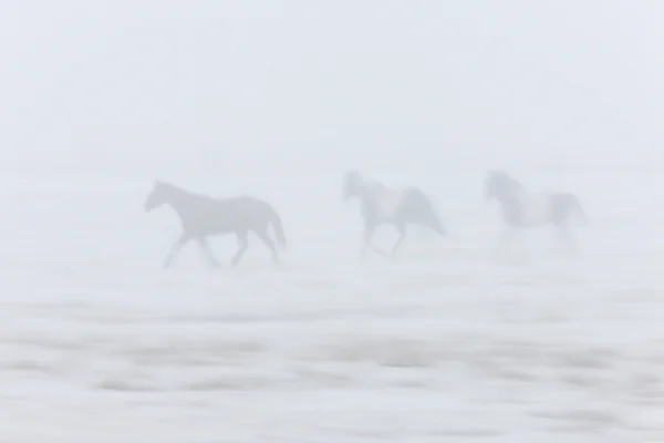 stock image Horses Running in the Fog Mist Saskatchewan Canada