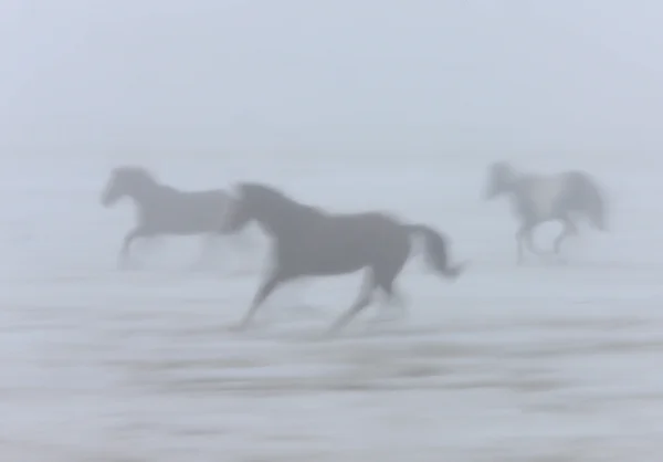 Pferde laufen im Nebelnebel saskatchewan canada — Stockfoto