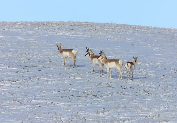 Prairie Pronhorn Antelope no inverno Saskatchewan — Fotografia de Stock