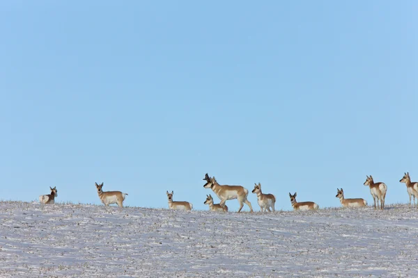 Prairie Pronghorn Antelope Invierno Saskatchewan —  Fotos de Stock