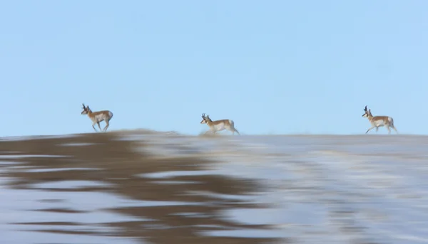 Prairie Pronghorn Antelope Invierno Saskatchewan — Foto de Stock