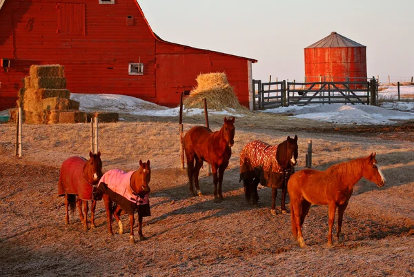 Утренние легкие лошади и одеяло для Канады — стоковое фото