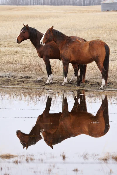Cavalos em Pastagem Canadá — Fotografia de Stock