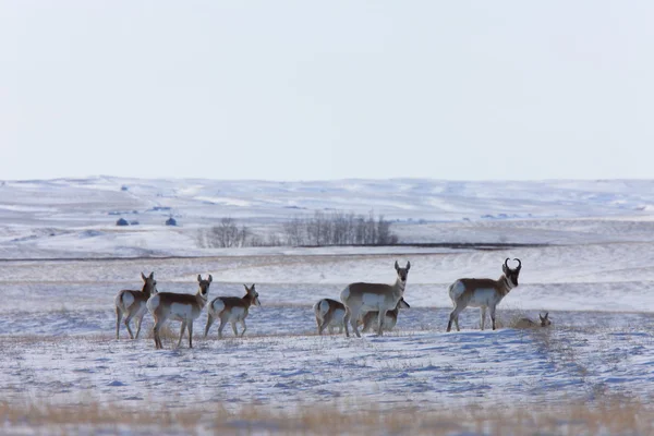 Antelope Winter Canada — Stock Photo, Image