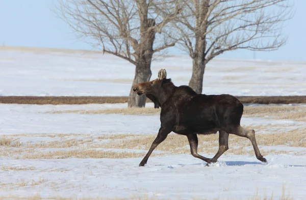 Moose Carrera Invierno — Foto de Stock