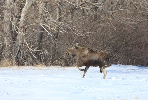 Moose Carrera Invierno — Foto de Stock