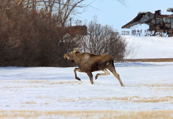 Moose op de vlucht in de winter — Stockfoto
