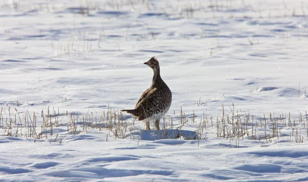Scherpe staart grouse in winter saskatchewan — Stockfoto