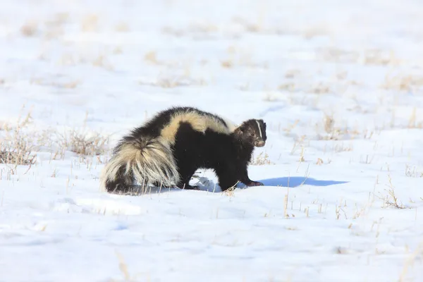 stock image Skunk in WInter Canada