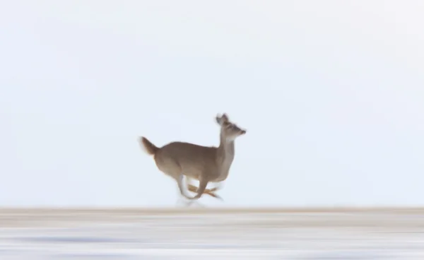 Ciervo Corriendo Invierno — Foto de Stock