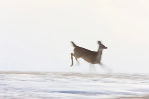 Ciervo Corriendo Invierno —  Fotos de Stock