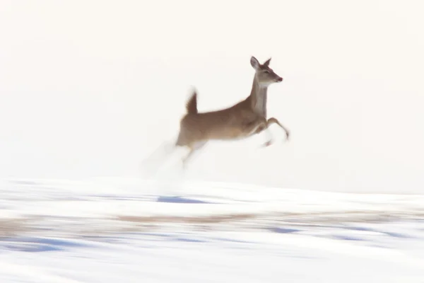 冬季运行的鹿 — 图库照片