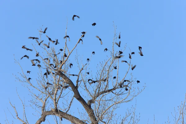 Mirlos en un árbol Canadá —  Fotos de Stock