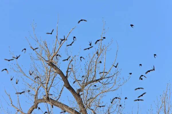 Blackbirds in a tree Canada — Stock Photo, Image