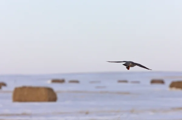 Kestrel Falcon and kill — Stock Photo, Image