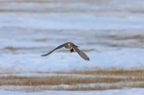 Kestrel Falcon Matar — Foto de Stock