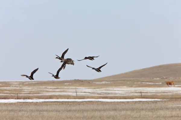 Patos voando Saskatchewan — Fotografia de Stock