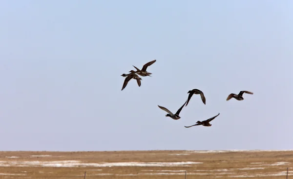 Patos Voando Saskatchewan — Fotografia de Stock