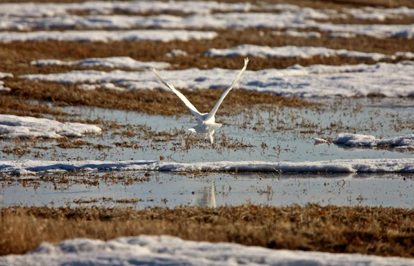Sněžná Sova Letu Saskatchewan — Stock fotografie