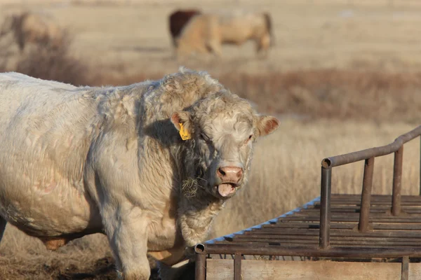 White Bull Cow Feeder — Stock Photo, Image