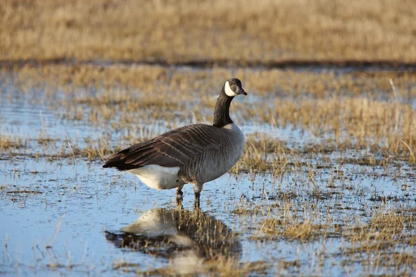 Canada Goose Wet Farmers Field — Stock Photo, Image