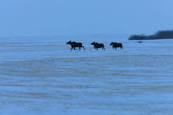 草原麋在冬天加拿大萨斯喀彻温 — 图库照片