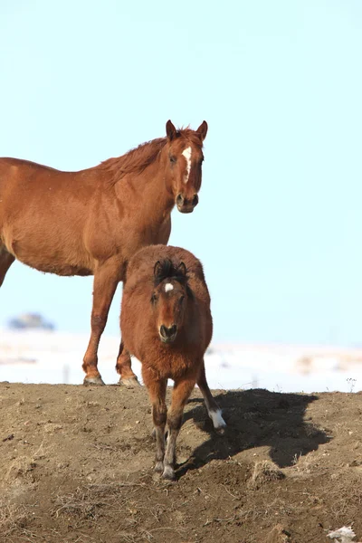 Horses in Pasture Saskatchewan — Stock Photo, Image