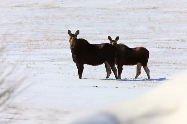 Moose Winter Saskatchewan — Stock Photo, Image